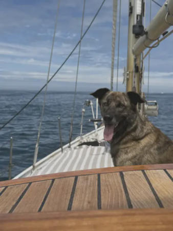 Navega con tu mascota por la Ría de Vigo en velero 4