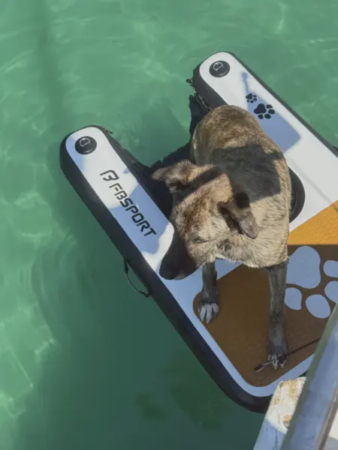 Navega con tu mascota por la Ría de Vigo en velero 3