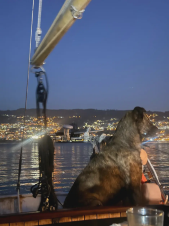 Navega con tu mascota por la ría  2
