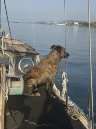 Navega con tu mascota por la ría  12