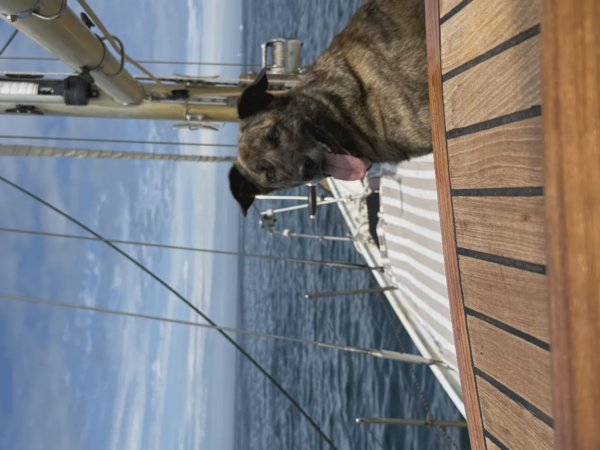 Navega con tu mascota por la ría  11