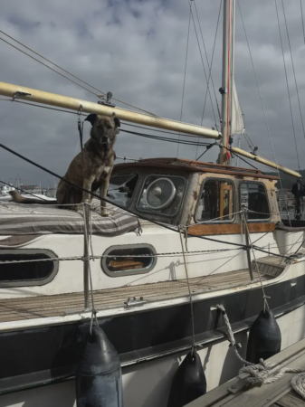 Navega con tu mascota por la Ría de Vigo en velero 7