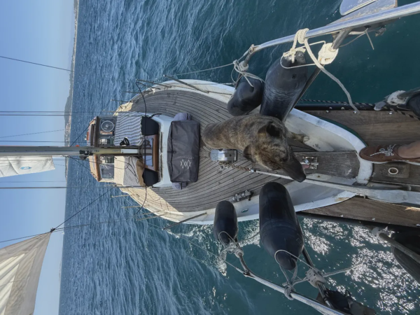 Navega con tu mascota por la ría  8