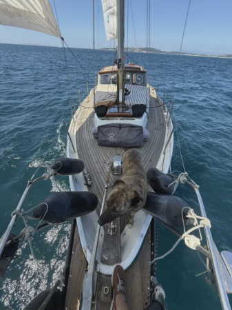 Navega con tu mascota por la Ría de Vigo en velero 1