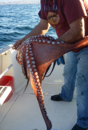 Salida de pesca en la Ría de Vigo 5